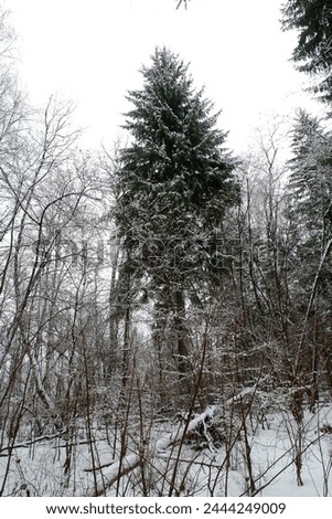 Similar – Image, Stock Photo snow from yesterday Winter