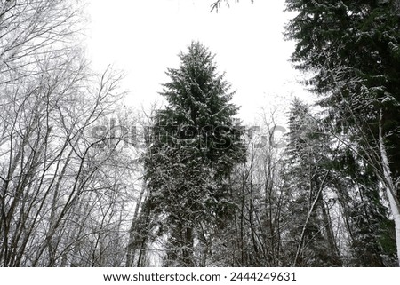 Similar – Image, Stock Photo snow from yesterday Winter