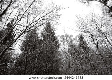 Similar – Image, Stock Photo snow from yesterday Winter