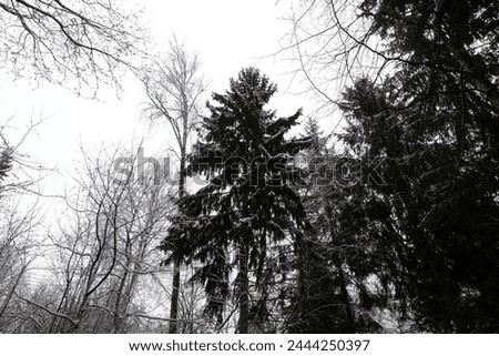 Similar – Image, Stock Photo snow from yesterday Winter