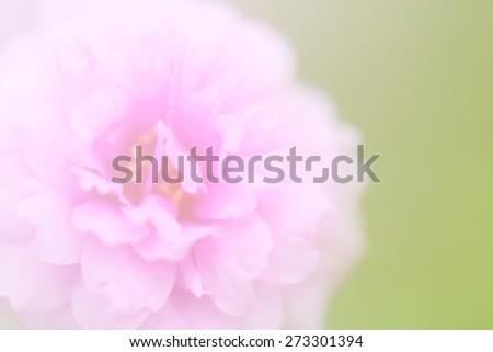 style Beauty flower with color filters background