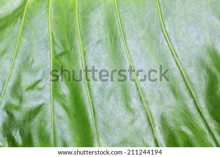 Green leaf background, Extreme close-up of fresh green leaf as background.