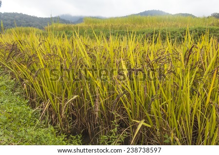 Rice in green paddy about ready to be harvested.black beans