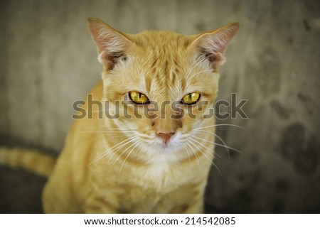 cat golden face oil paint