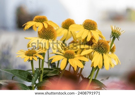 Similar – Image, Stock Photo White inflorescences of Echinacea purpurea