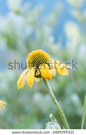 Similar – Image, Stock Photo White inflorescences of Echinacea purpurea