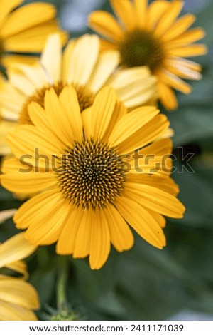 Image, Stock Photo White inflorescences of Echinacea purpurea