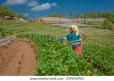 CHIANG MAI, THAILAND - FEB 14 : Asian woman working strawberry field in garden on Febuary 14, 2013 on a strawberry garden at Doi Ang Khang , Chiang Mai, Thailand.