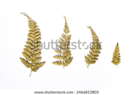 Similar – Image, Stock Photo Green and dry fern leave in the forest, autumn background.