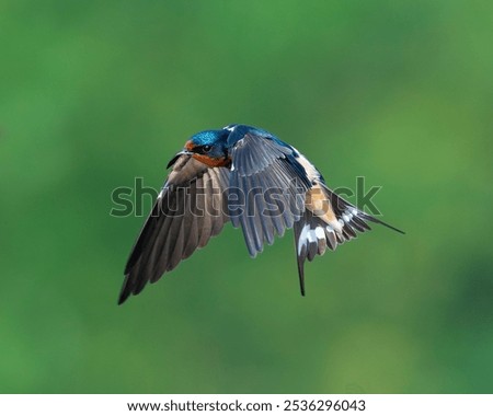 Similar – Image, Stock Photo migratory birds Berlin