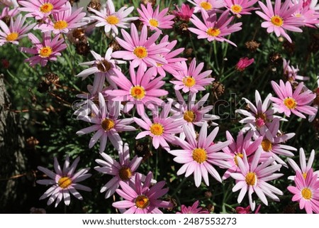 Similar – Image, Stock Photo Some bright daisies flowers keep distance from each other on a grey, ancient stone wall covered with moss in front of a pool with blue-green shimmering water