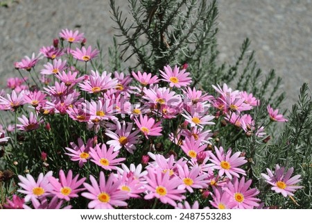 Similar – Image, Stock Photo Some bright daisies flowers keep distance from each other on a grey, ancient stone wall covered with moss in front of a pool with blue-green shimmering water