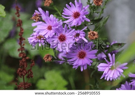 Similar – Image, Stock Photo Some bright daisies flowers keep distance from each other on a grey, ancient stone wall covered with moss in front of a pool with blue-green shimmering water