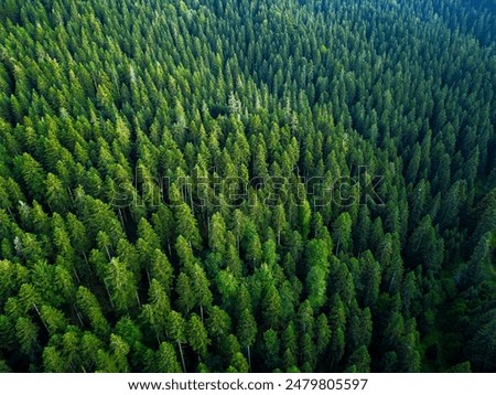 Similar – Image, Stock Photo Pine tree forest on a sunny summer day