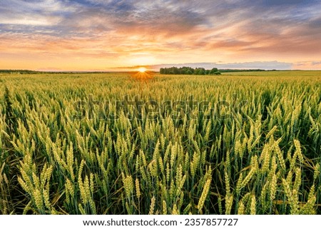 Similar – Foto Bild Grüner Mais und tolle Wolken am Himmel