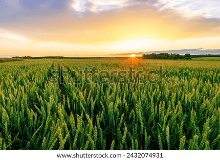 Similar – Image, Stock Photo Field of green wheat in Italy, near Pesaro and Urbino, in the region Marche of Italy. Close up of the ears with detail of the grains