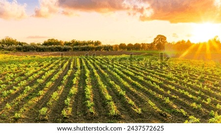 Similar – Foto Bild Grüner Mais und tolle Wolken am Himmel