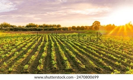 Similar – Foto Bild Landschaft mit Feldern in verschiedenen Farben (grün, gelb, braun) die einen bogenförmigen Verlauf haben. Zwischen den Feldern steht ein einzelnenr Baum. Weiter am Horizont noch mehr Bäume. Der Himmel ist blau. Es gibt einzelne Wolken.