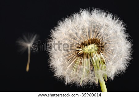 dandelion blowball seed flying away for  reproduction