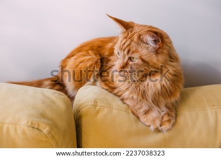 Similar – Image, Stock Photo cute ginger maine coon kitten portrait