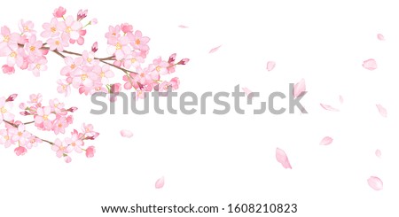 Spring flowers: cherry blossoms and falling petals background-watercolor illustration