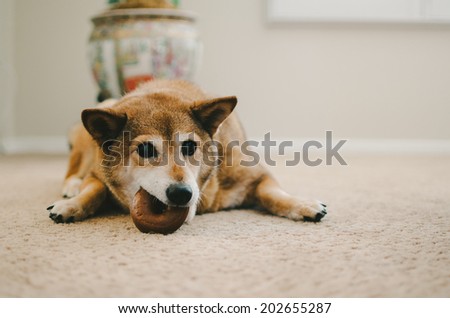 Shiba Inu Dog Eating Bagel