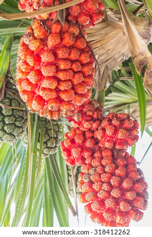 Fruit Sea Palms