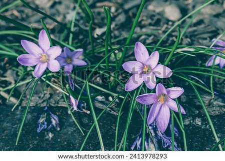 Image, Stock Photo Flowery Crocus flowers