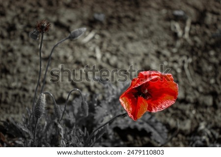 Similar – Foto Bild Verblühte Mohnblume