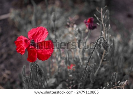 Similar – Foto Bild Verblühte Mohnblume