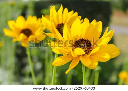 Similar – Image, Stock Photo small sunflower Summer