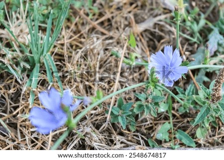 Similar – Image, Stock Photo Common chicory in bloom closeup view with blurred background