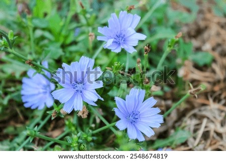 Similar – Image, Stock Photo Common chicory in bloom closeup view with blurred background