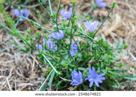 Similar – Image, Stock Photo Common chicory in bloom closeup view with blurred background