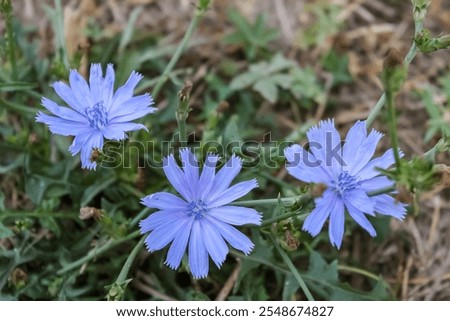 Similar – Image, Stock Photo Common chicory in bloom closeup view with blurred background