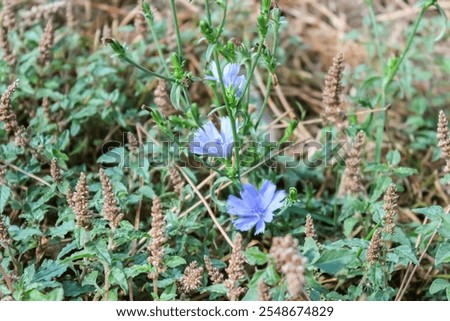 Similar – Image, Stock Photo Common chicory in bloom closeup view with blurred background
