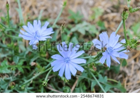 Similar – Image, Stock Photo Common chicory in bloom closeup view with blurred background
