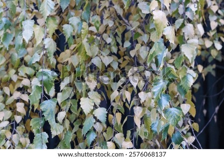 Similar – Image, Stock Photo Weeping birch in the morning winter sun