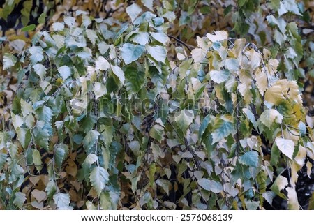 Similar – Image, Stock Photo Weeping birch in the morning winter sun