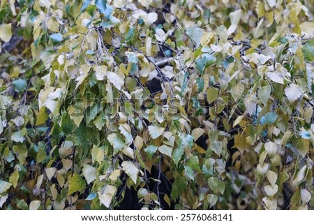 Similar – Image, Stock Photo Weeping birch in the morning winter sun