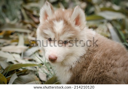 Siberian husky puppy in the yard