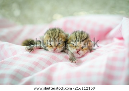 Newborn american shorthair  kitten sleeping on pink table cloath