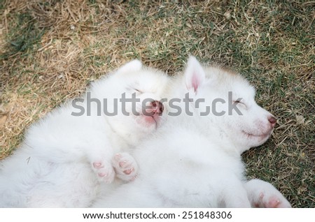 Cute siberian husky puppies sleeping on green grass