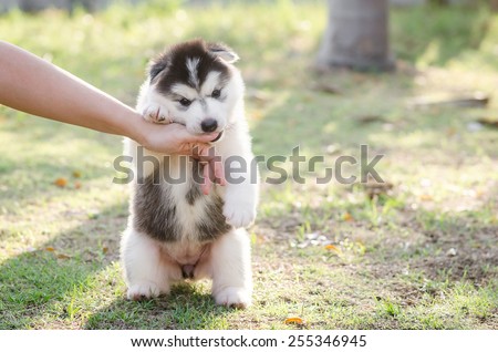 Little Siberian husky puppy biting the hand of its owner with copy space on right