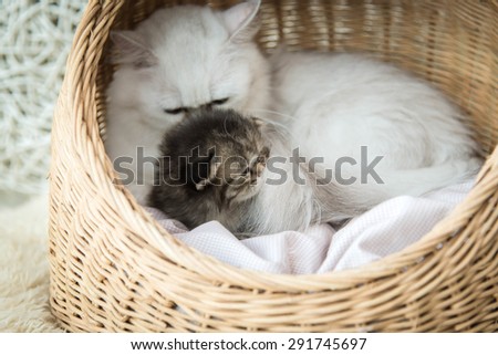 Cute kitten sleeping with mother in a basket