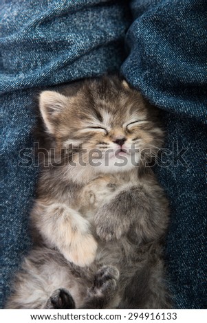 Close up of cute tabby  kitten sleeping on blue jeans background