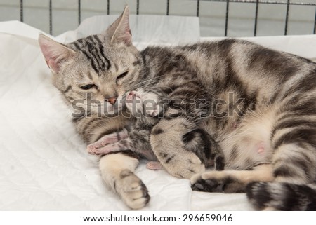 mother cat hugging little kitten in veterinarian clinic