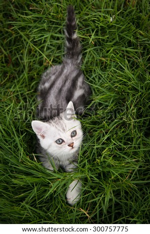 Cute American Shorthair kitten lying and looking up on green grass