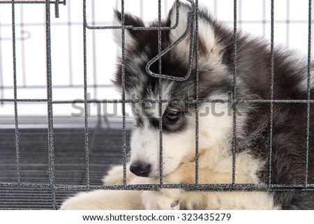 Cute siberian husky puppies in the cage on white background,isolated