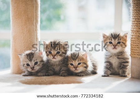 Group Persian